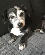 Our gorgeous dog Poppy